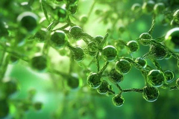 pngtree-vivid-green-cellular-background-exploring-life-and-biology-through-molecular-research-image_3865387